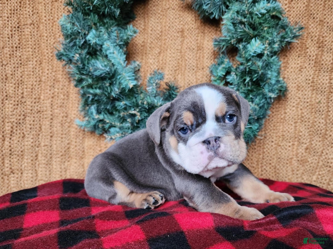 English Bulldog dogs for sale: Elliot - Ad 9