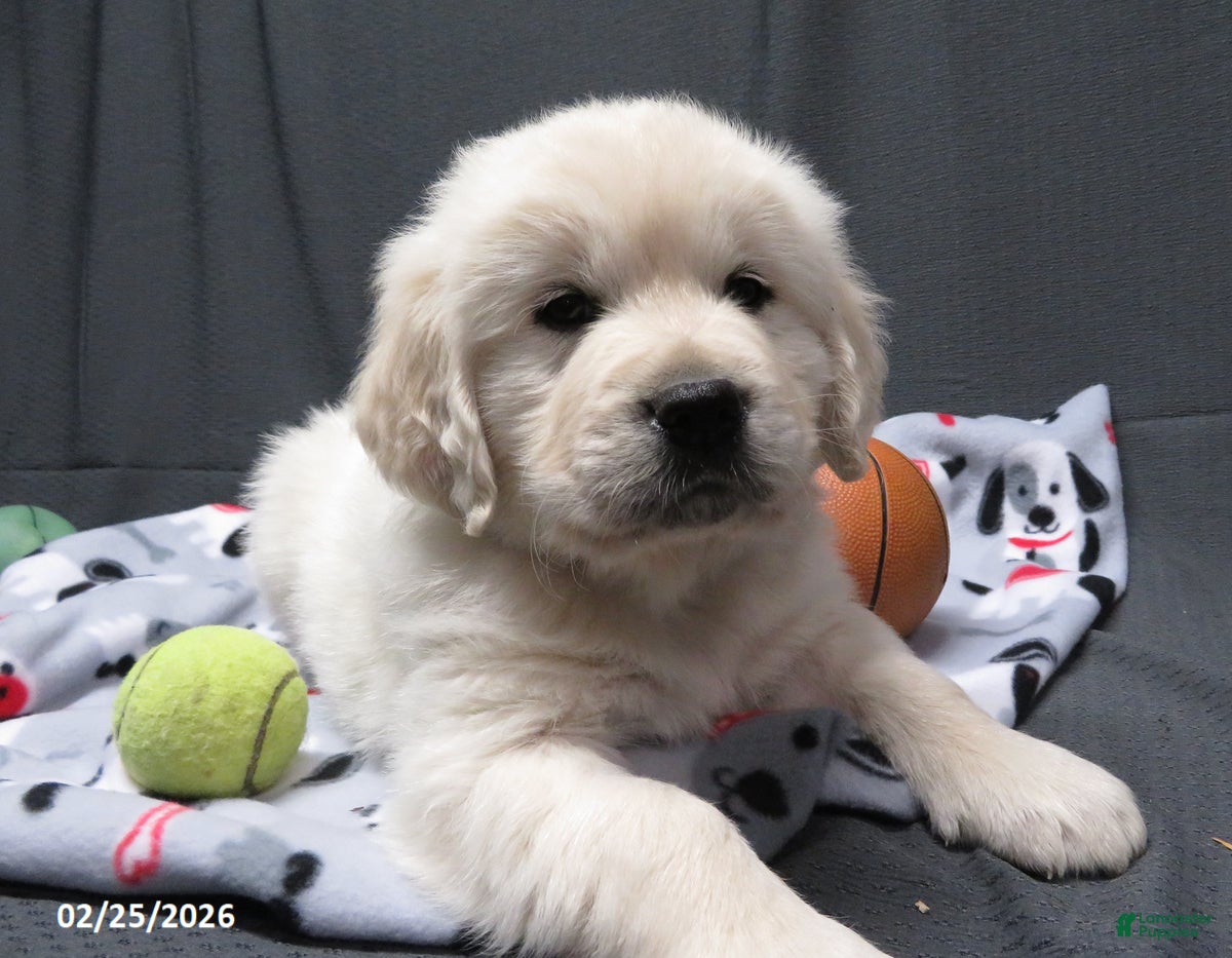 Golden Retriever dogs Snoopy - Ad 1