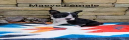 Boston Terrier dogs for sale: Maeve - Ad 4