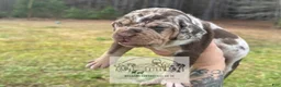 Catahoula Leopard Dog dogs for sale: Girl 1 - Ad 2