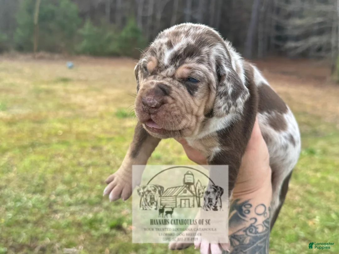Catahoula Leopard Dog dogs for sale: Girl 1 - Ad 2