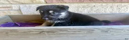 German Shepherd dogs for sale: MJ - Ad 3