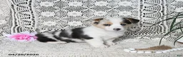 Welsh Corgi Pembroke dogs for sale: Carley - Ad 2
