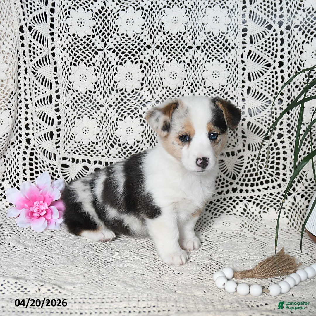 Welsh Corgi Pembroke dogs for sale: Carley - Ad 2