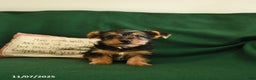 Yorkshire Terrier dogs for sale: Cookie - Ad 7