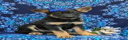 German Shepherd dogs for sale: Sage - Ad 3