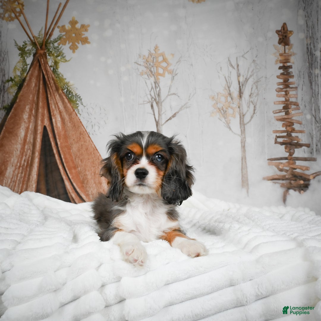 Mixed Breed dogs for sale: Mario - Ad 5