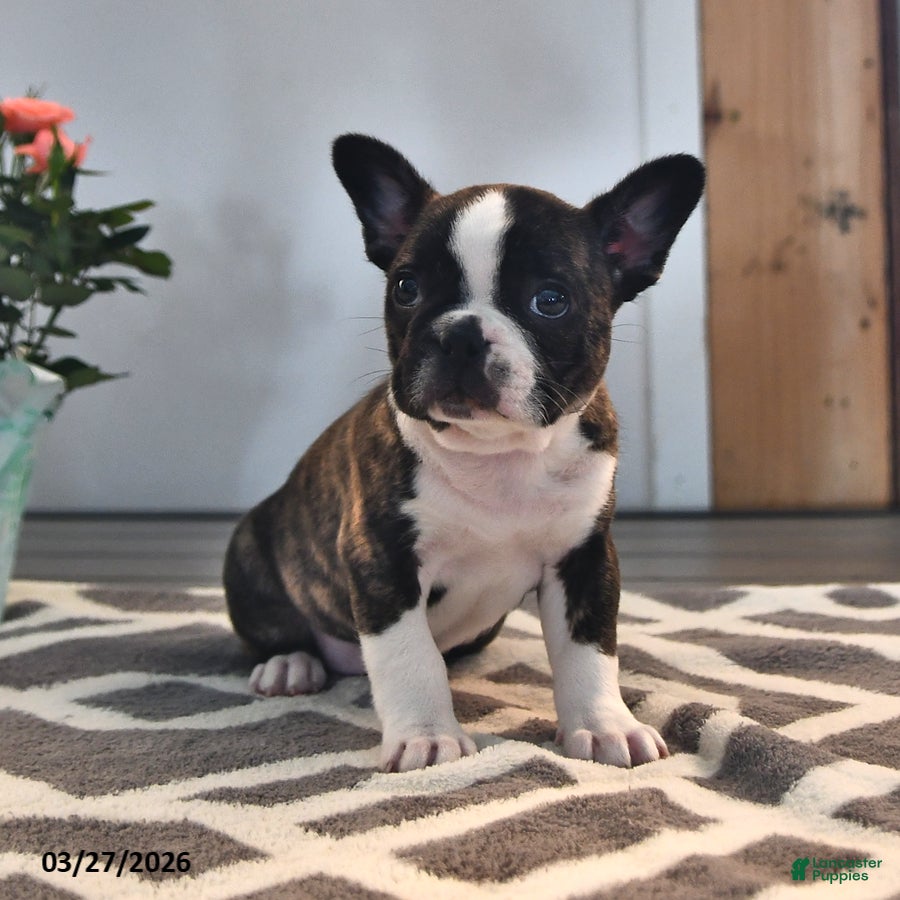 Frenchton dogs Kaitlyn - Ad 1