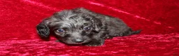 Doxiepoo dogs for sale: Doxiepoo Mia - Ad 8