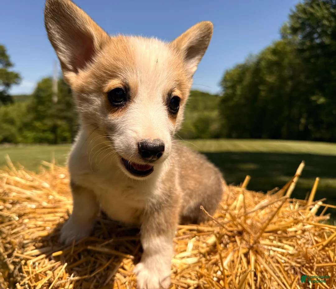 Welsh Corgi Pembroke dogs for sale: Floyd - Ad 2