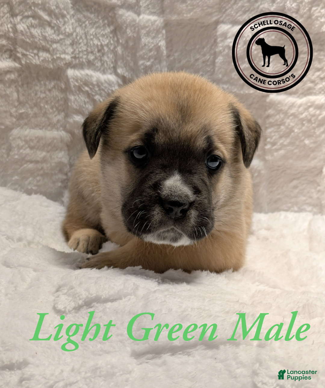 Cane Corso dogs for sale: Light Green - Ad 3