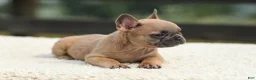 French Bulldog dogs for sale: Indy - Ad 3