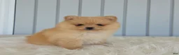 Pomeranian dogs for sale: Butterscotch  - Ad 6