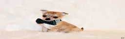 Chihuahua dogs for sale: Thaddeus - Ad 5