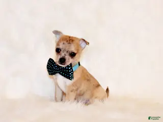 Chihuahua dogs for sale: Thaddeus - Ad 4