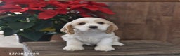 Cocker Spaniel dogs for sale: Handsome  - Ad 2