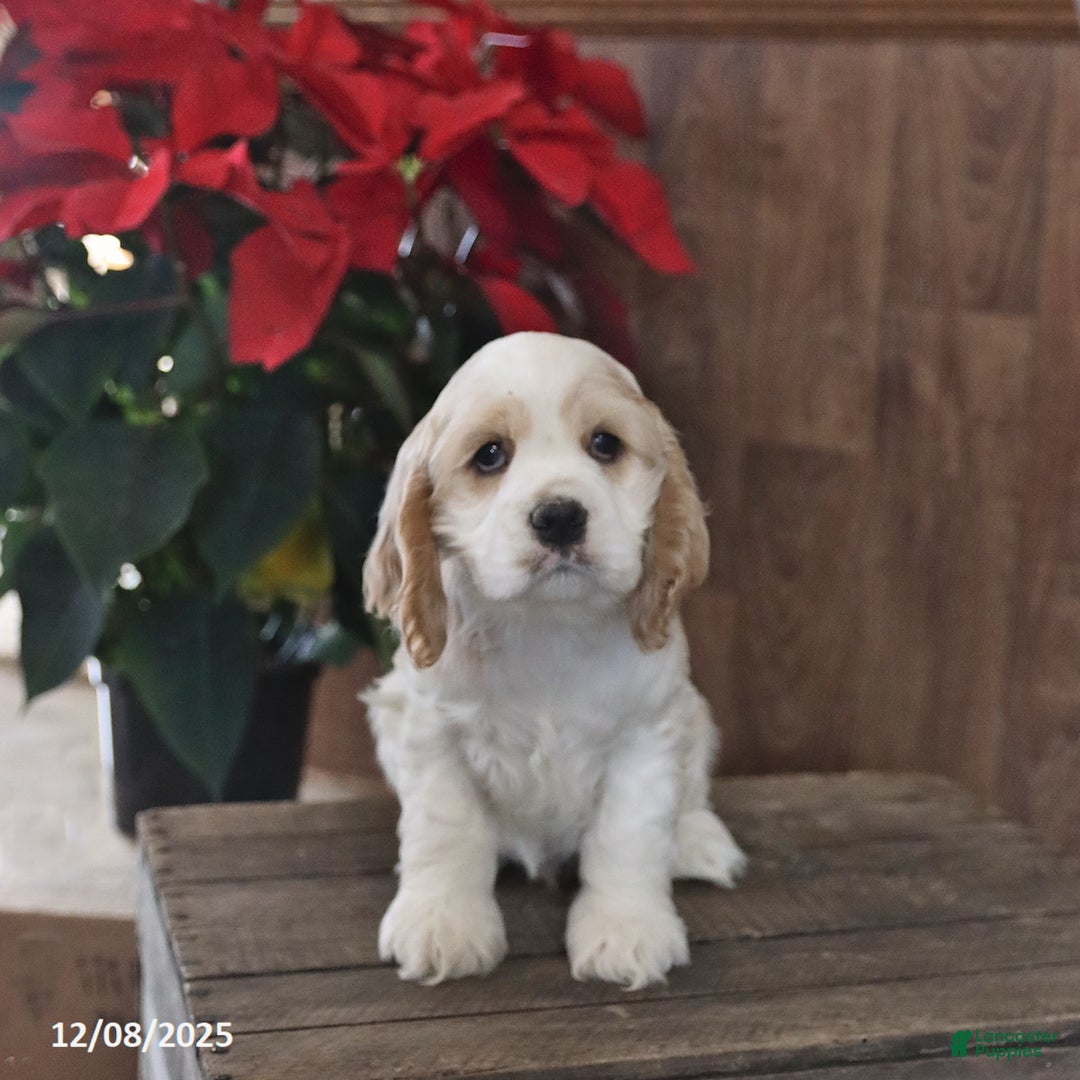 Cocker Spaniel dogs for sale: Handsome  - Ad 2