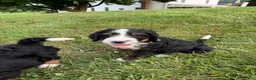 Bernedoodle dogs for sale: Ben - Ad 6