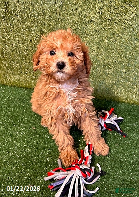 Miniature Poodle dogs Pumpkin - Ad 37