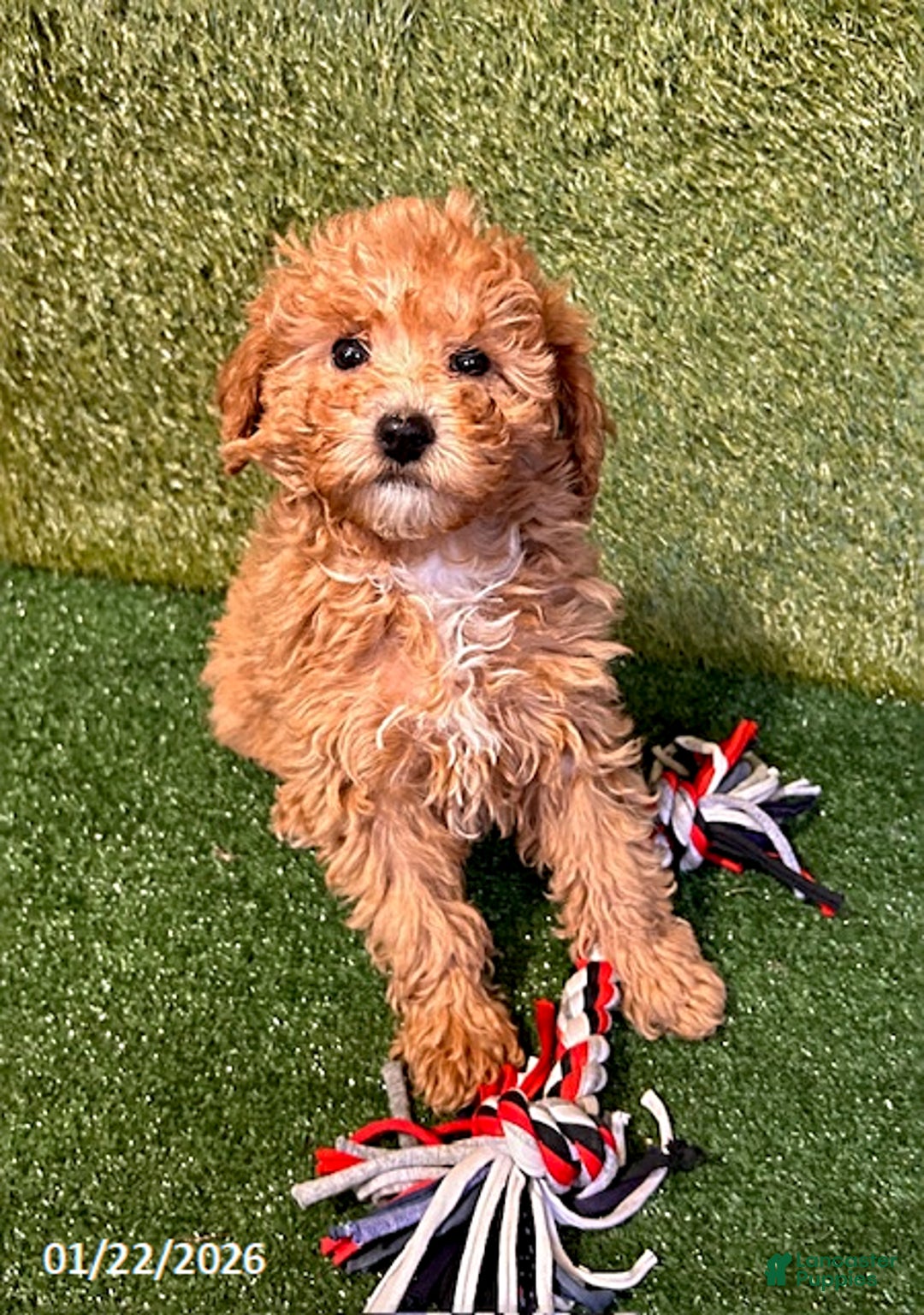 Miniature Poodle dogs for sale: Pumpkin - Ad 1