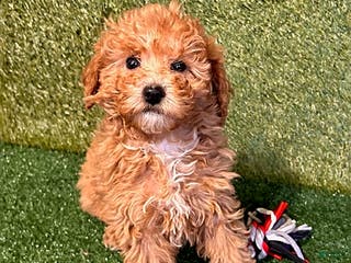 Miniature Poodle dogs Pumpkin - Ad 37