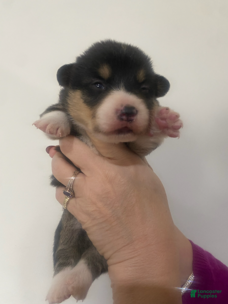 Welsh Corgi Pembroke dogs Tri Boy 2 - Ad 21