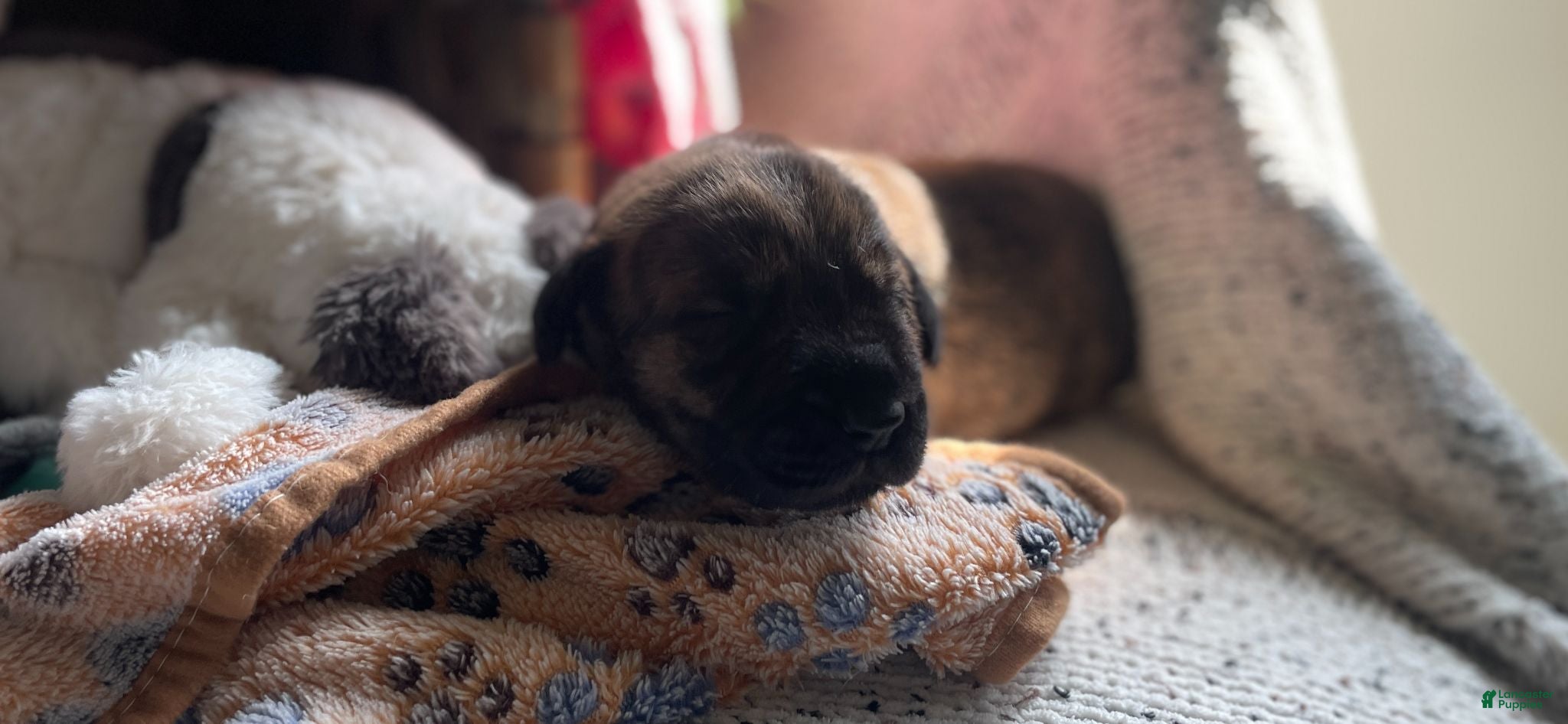 Mixed Breed dogs Pink - Ad 1