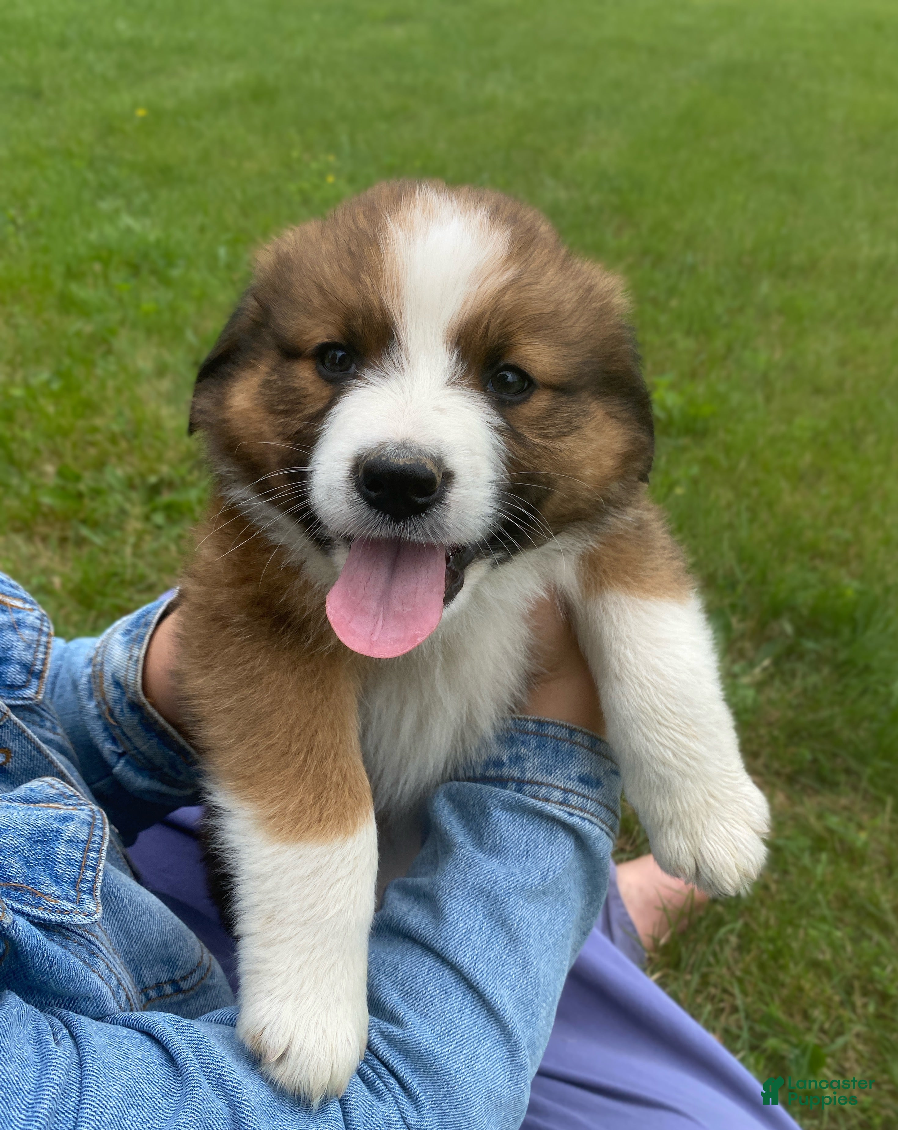 Mixed Breed dogs for sale: ♥️BABY BEAR♥️ - Ad 32
