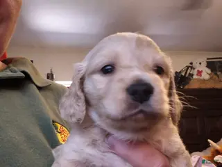 Miniature Dachshund dogs Cream hidden dapple long haired boy - Ad 8