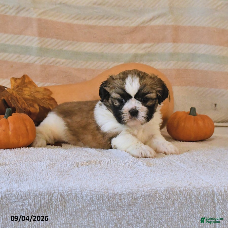 Shih Tzu dogs Clover - Ad 2