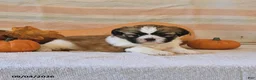 Shih Tzu dogs for sale: Clover - Ad 2