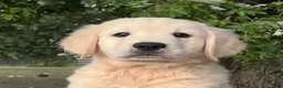 Golden Retriever dogs for sale: Barkley - Ad 4