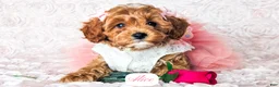 Cavapoo dogs for sale: Alice - Ad 21