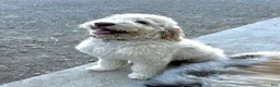 Mixed Breed dogs for sale: Oreo  - Ad 4