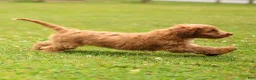 Cavapoo dogs for sale: Jasper Cavapoo  - Ad 6