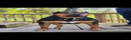 American Bully dogs for sale: Roxi - Ad 3