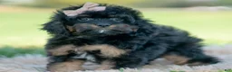 Cavapoo dogs for sale: Noodle - Ad 8
