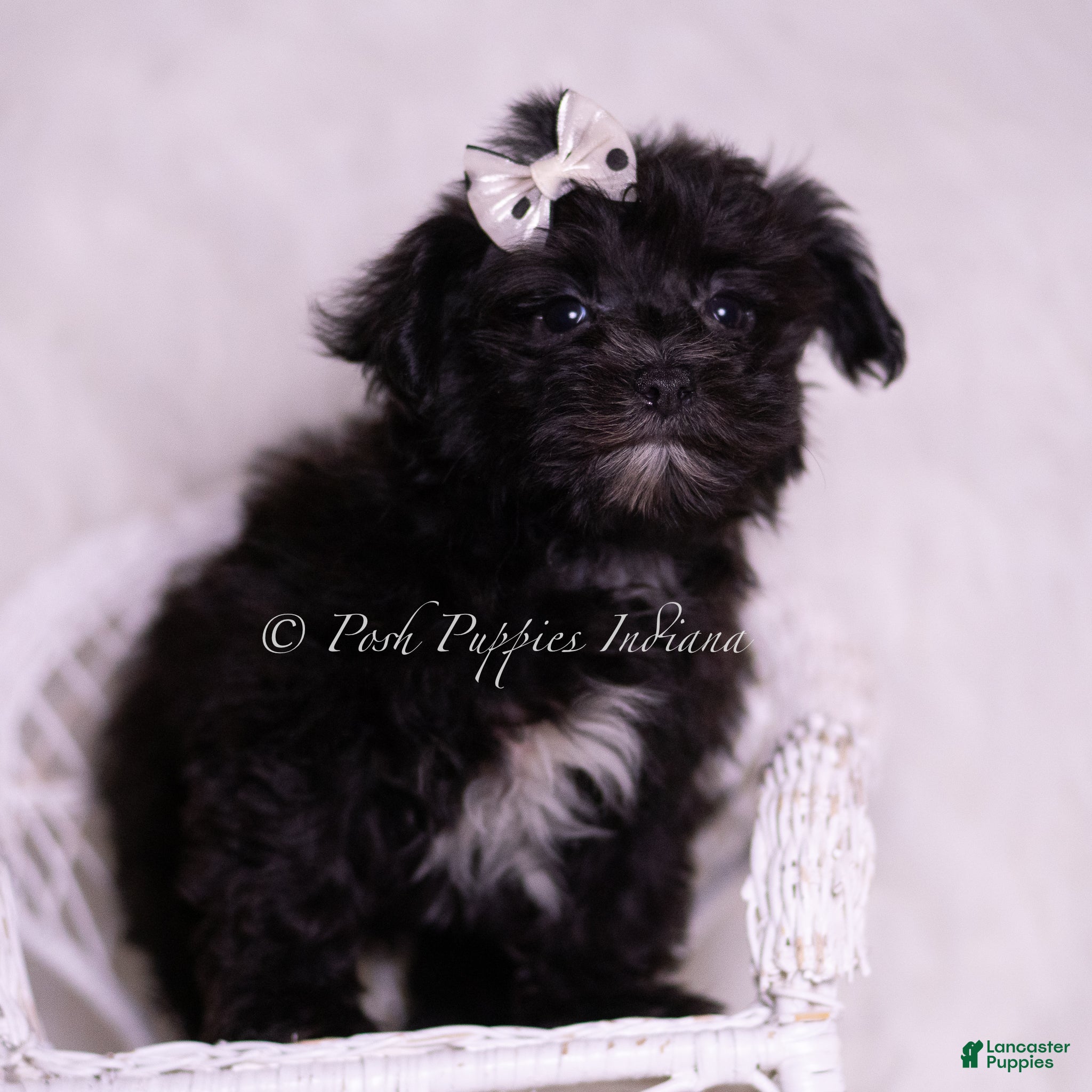 Morkie dogs Smurf - Ad 42