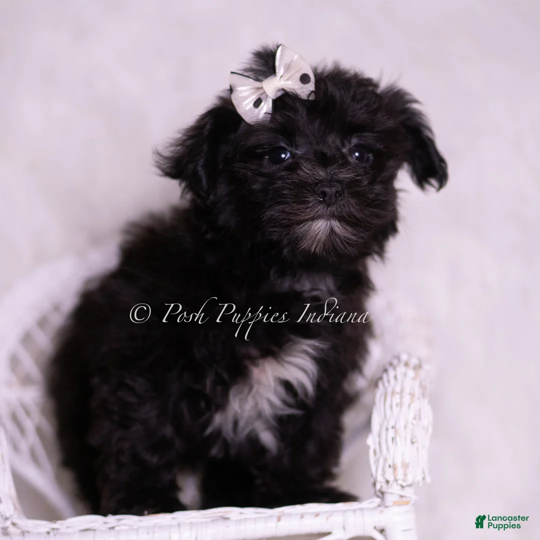 Morkie dogs for sale: Smurf - Ad 1