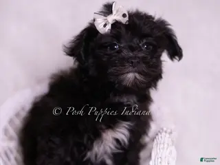 Morkie dogs Smurf - Ad 42