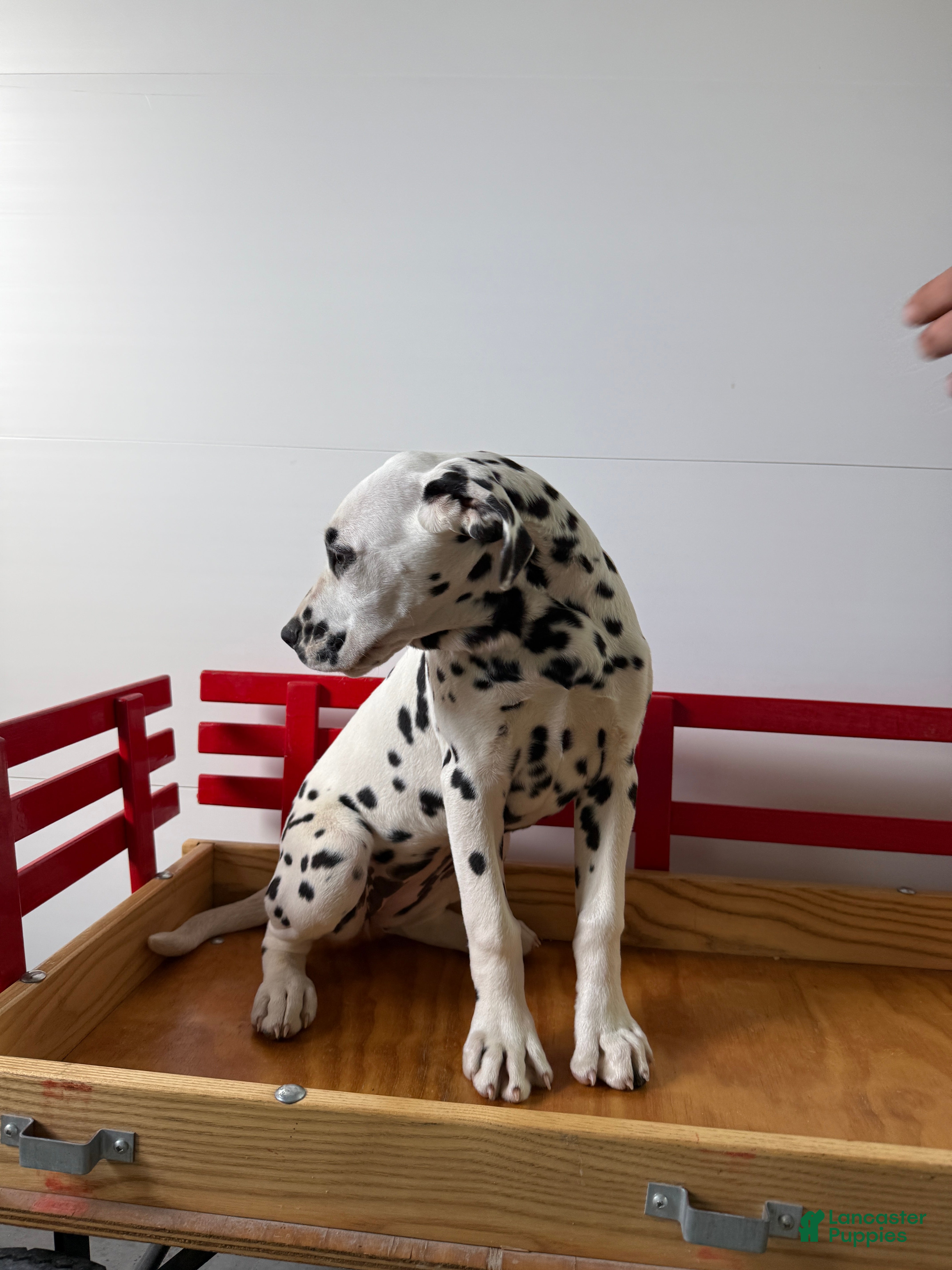 Dalmatian dogs Trinity - Ad 2