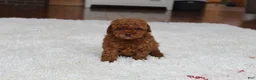 Toy Poodle dogs for sale: Tiny Asher - Ad 13