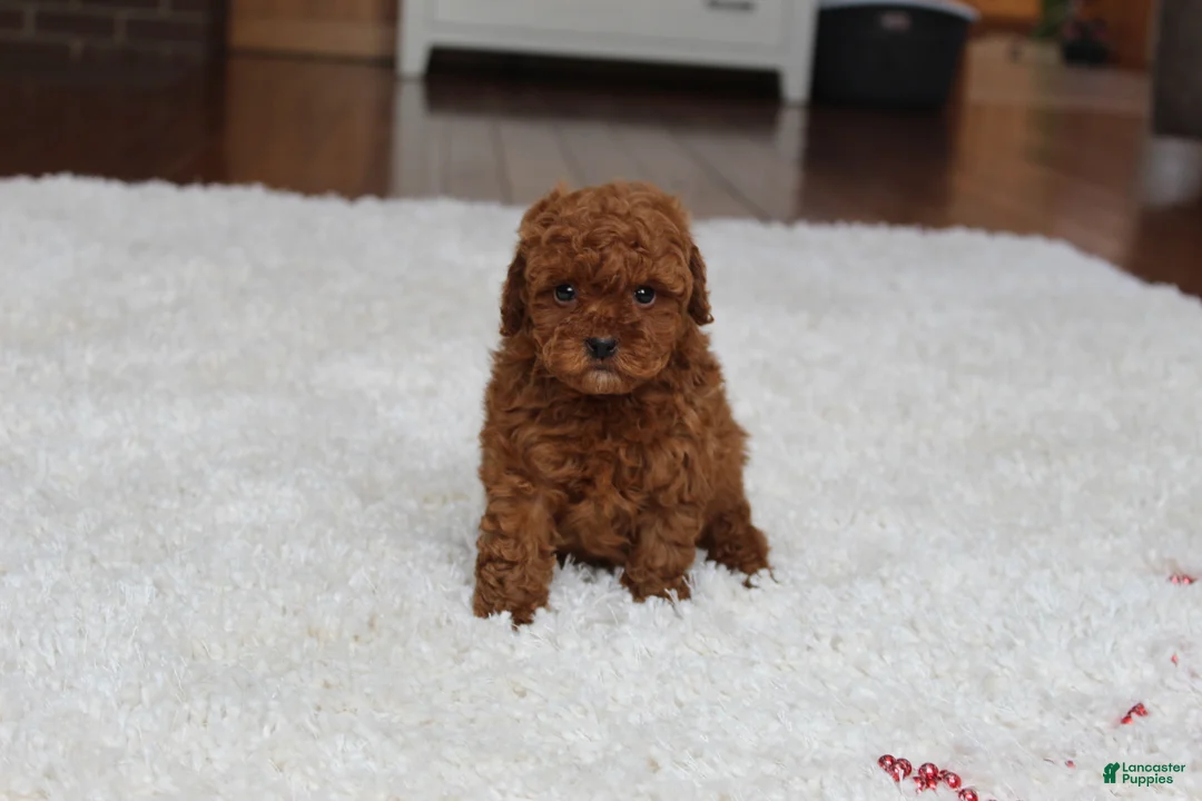 Toy Poodle dogs for sale: Tiny Asher - Ad 13