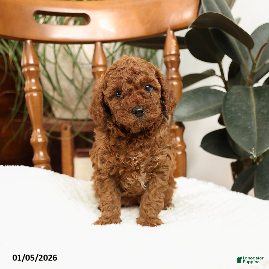 Mini Goldendoodle dogs for sale: Allie - Ad 1