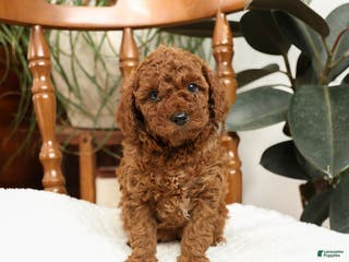 Mini Goldendoodle dogs Allie - Ad 2