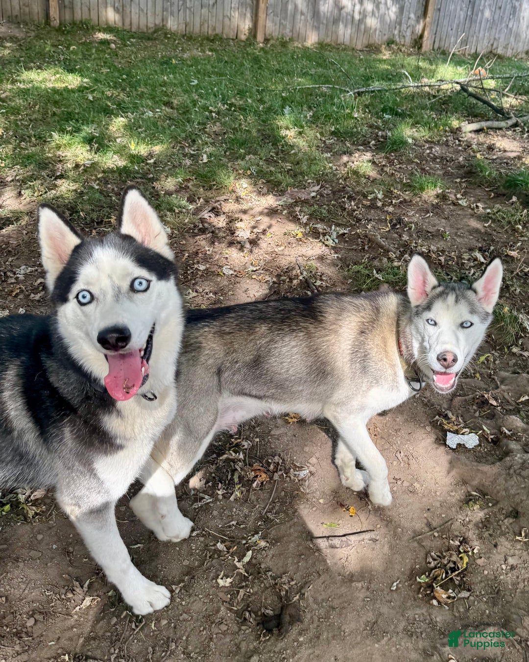 Siberian Husky dogs for sale: Siberian Husky Puppy 5 - Ad 9
