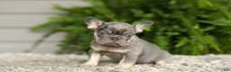 French Bulldog dogs for sale: Abby - Lilac & Tan - Ad 3
