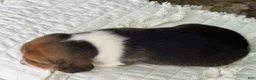Beagle dogs for sale: Addie - Ad 15