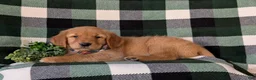Golden Retriever dogs for sale: Coleman - Ad 4
