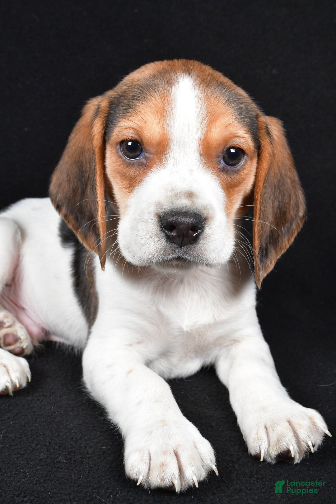 Beagle dogs for sale: Alex - Ad 3